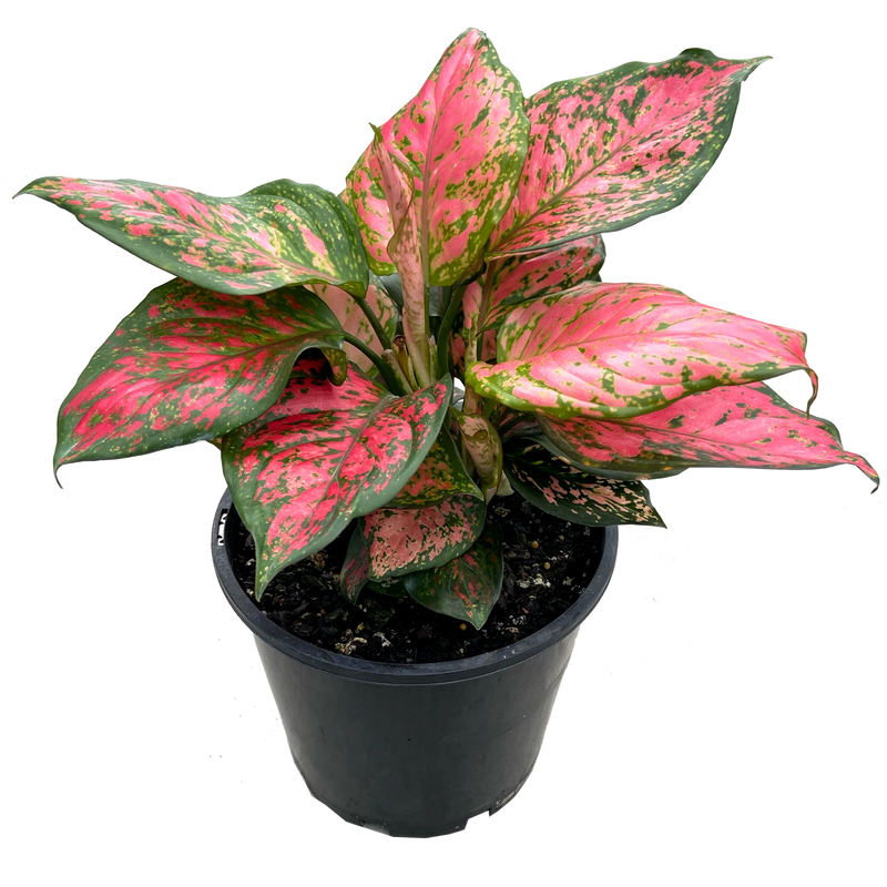 Aglaonema
