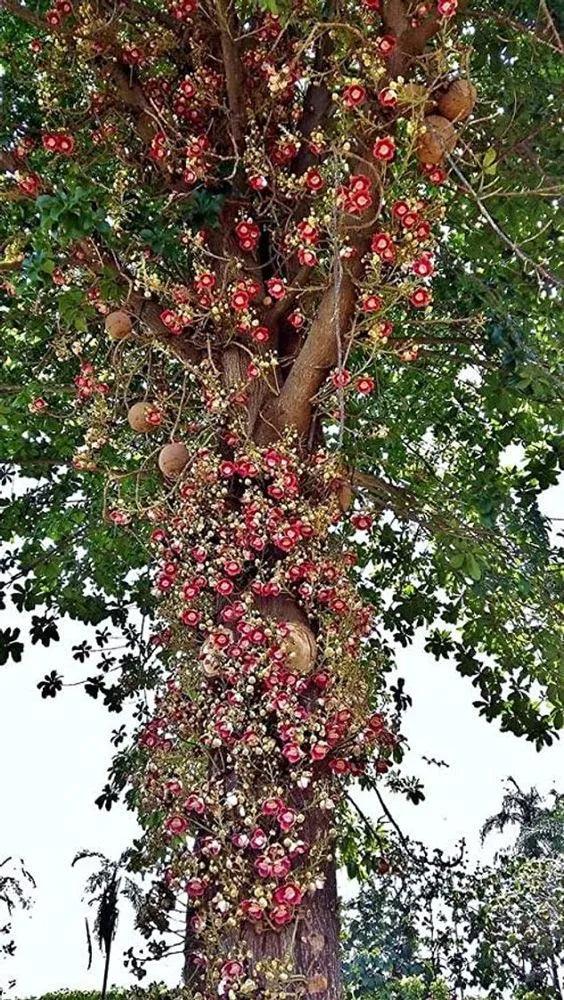 Cannonball tree Plant
