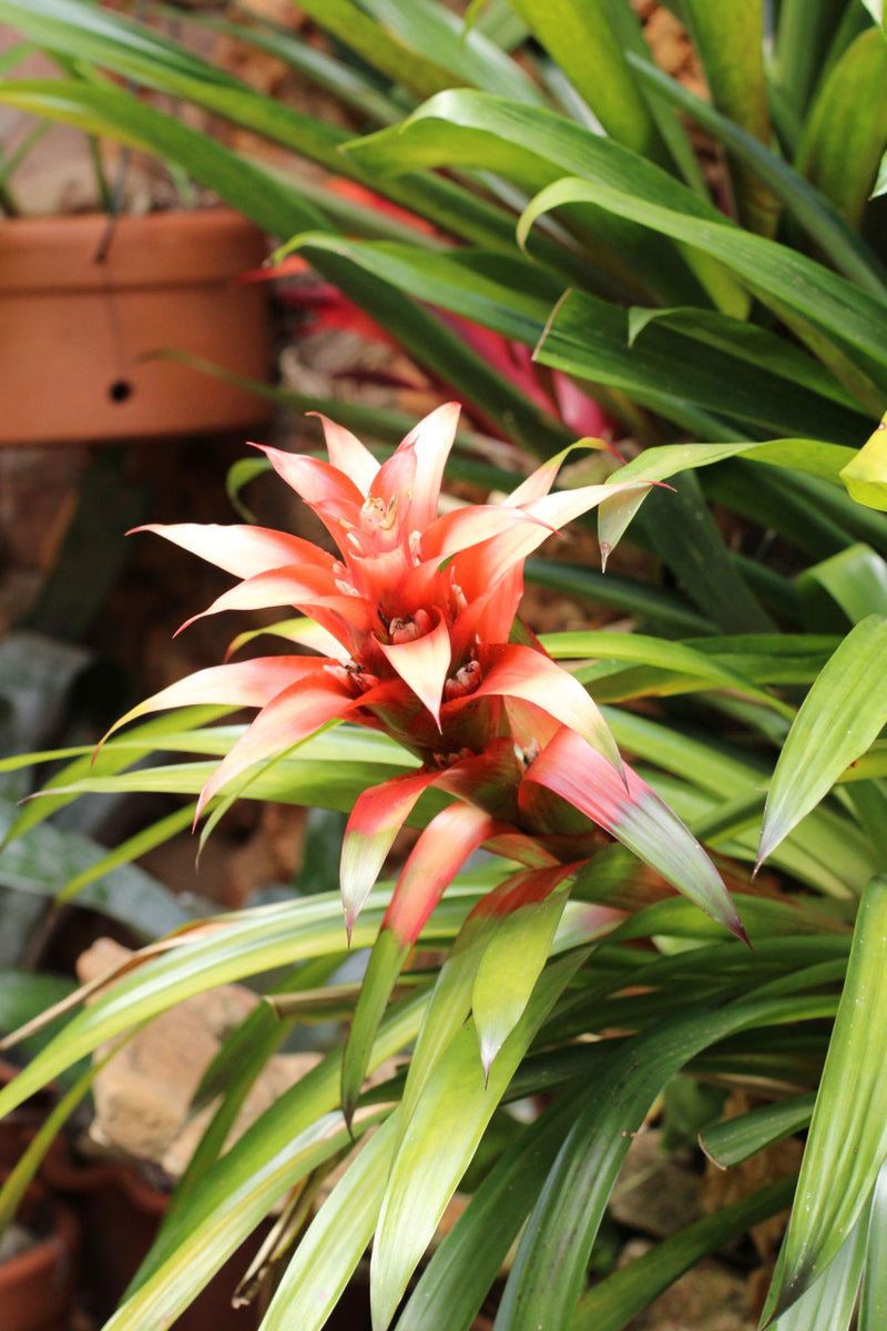 Bromeliaceae Plant