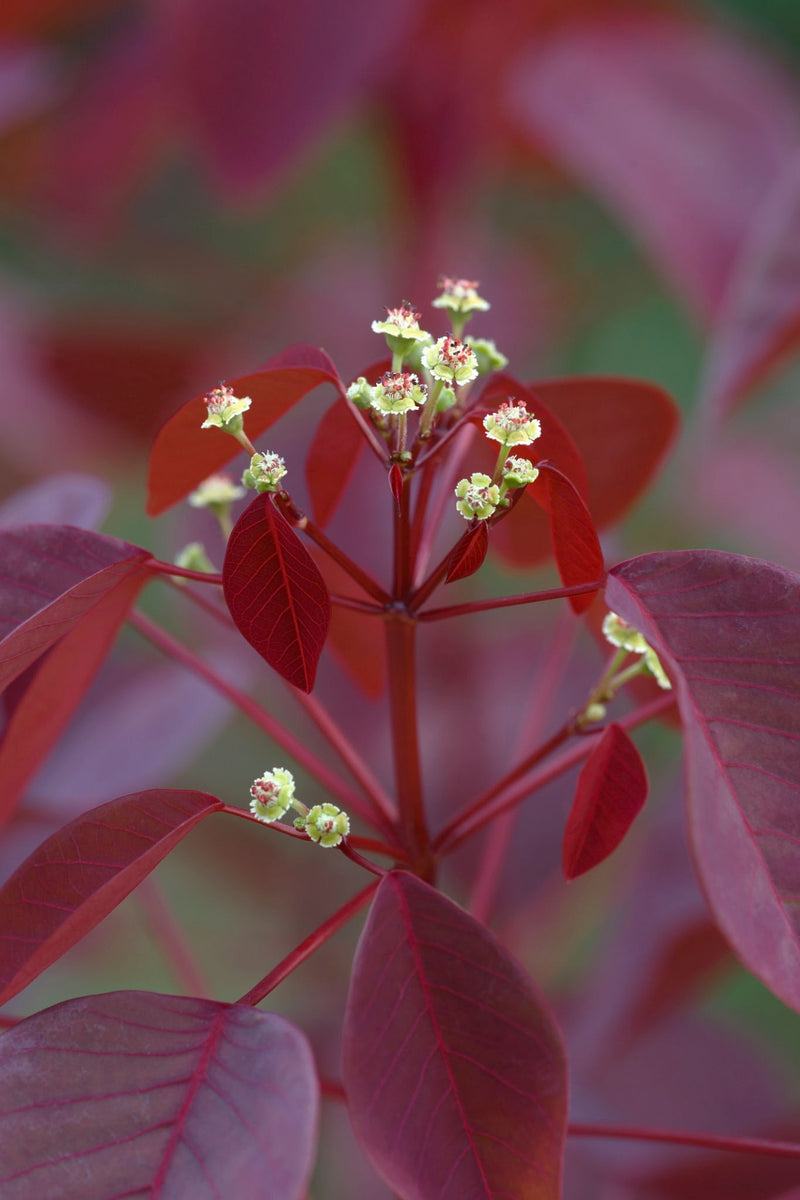 Euphorbia Cotinifolia