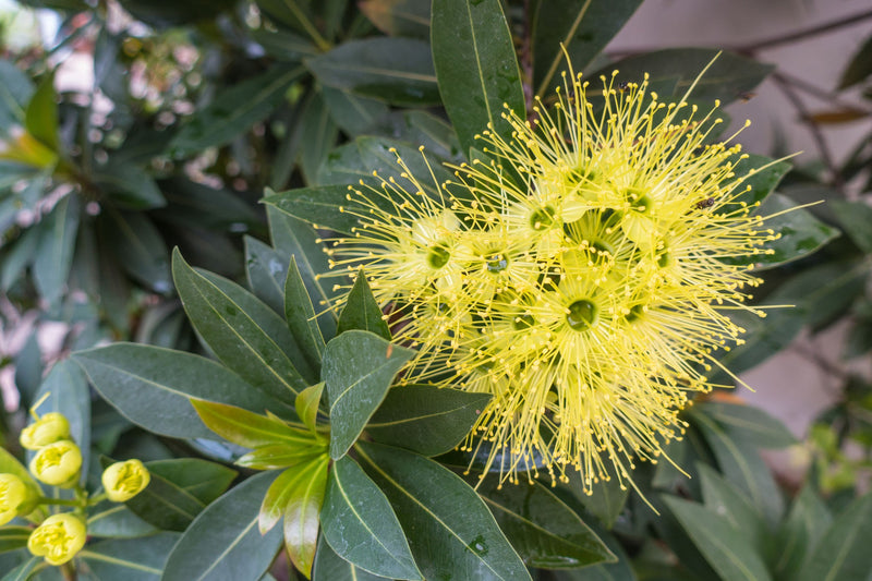 Xanthostemon Chrysanthus