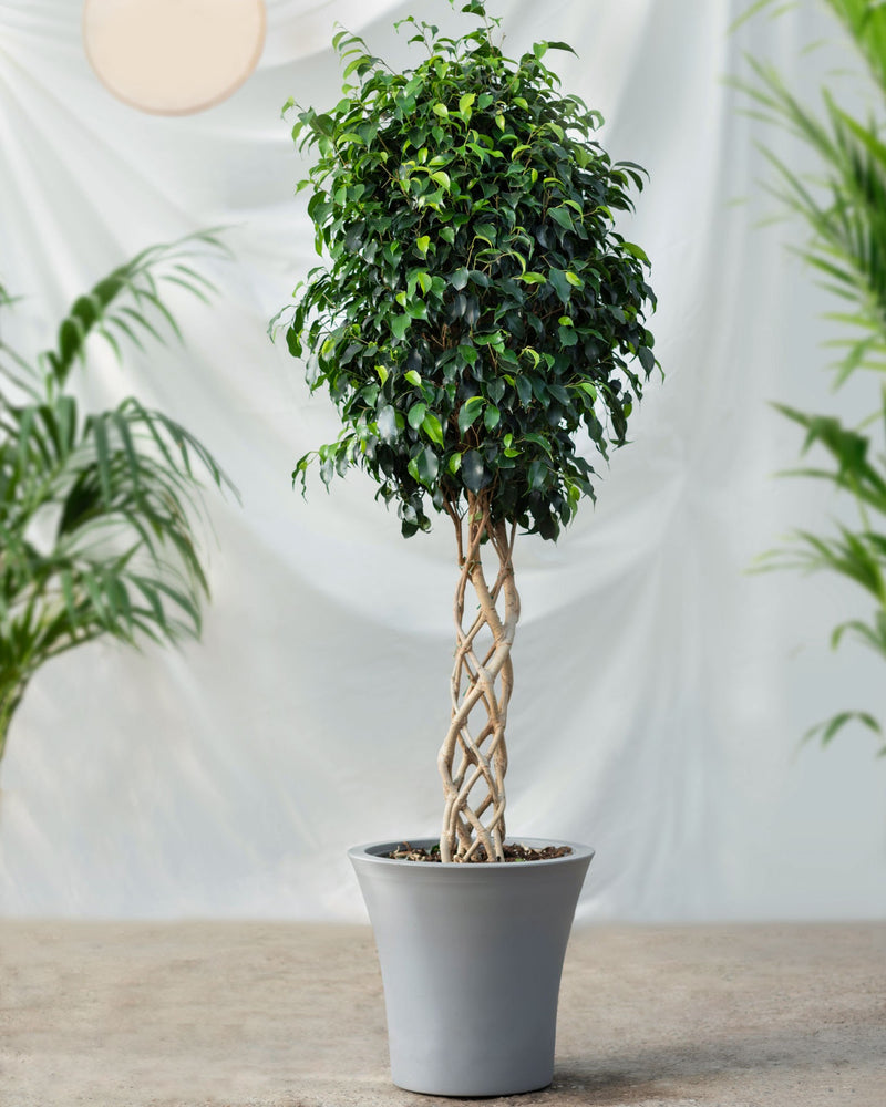 Ficus Benjamina