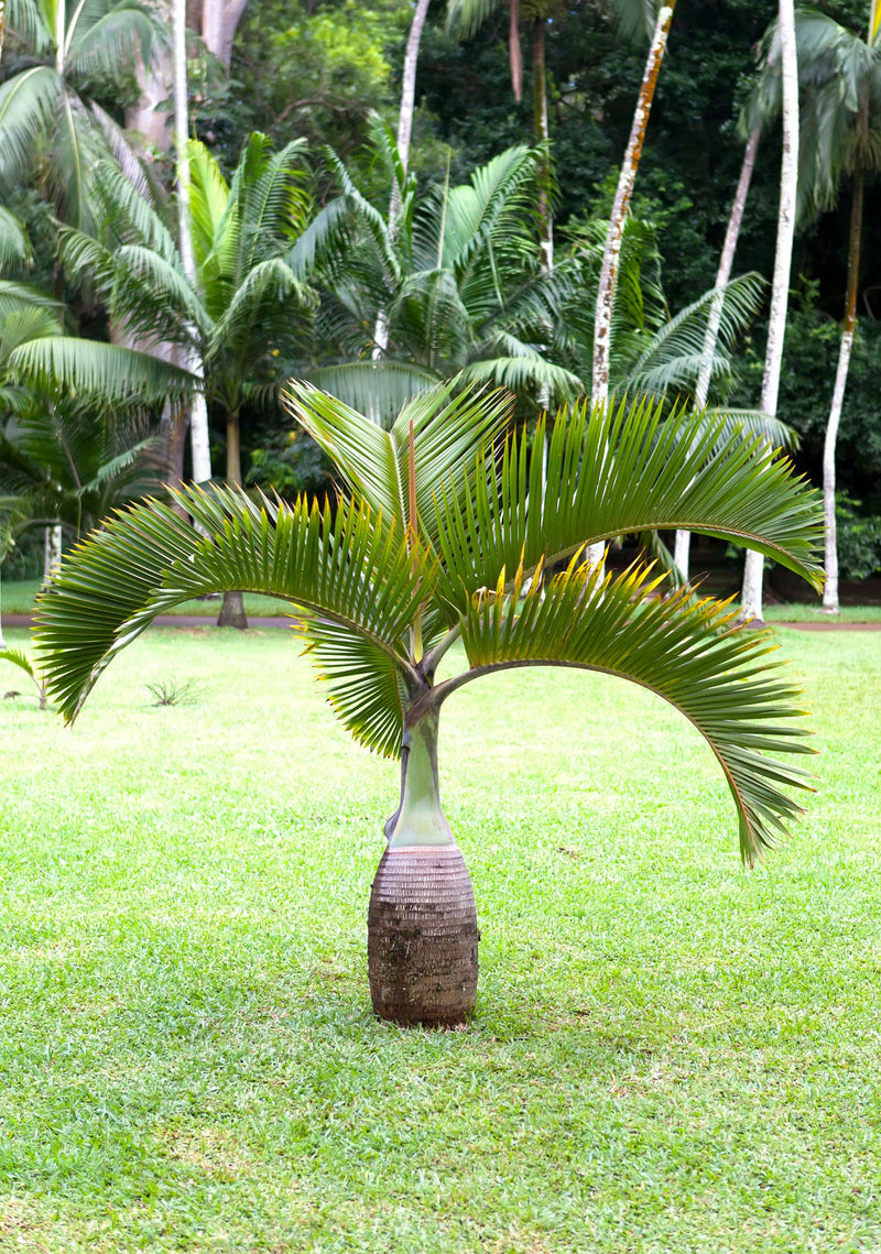 Bottle Palm (Hyophorbe lagenicaulis) - Ornamental Specimen Palm
