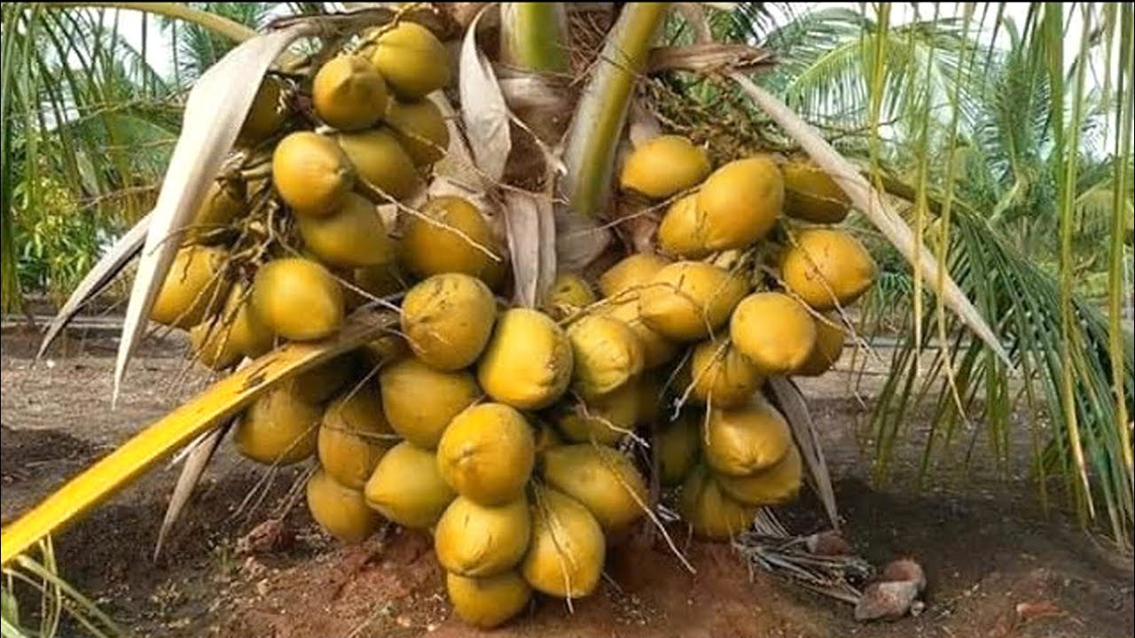 Coconut Plants