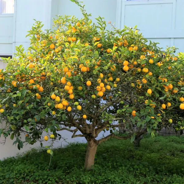 Lemon Fruit Plants