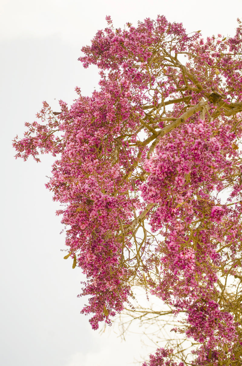 Moulmein Rosewood Millettia peguensis