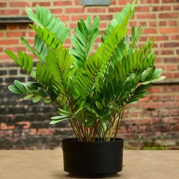 Zamia Furfuracea