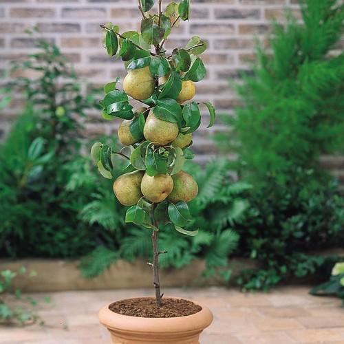 Pear Pyrus Communis