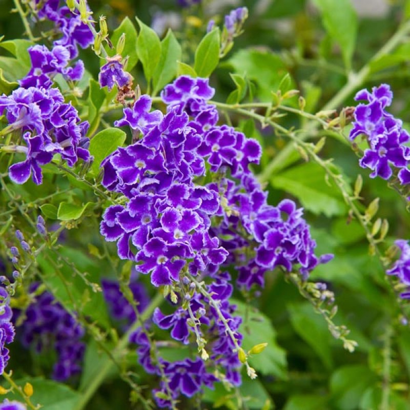 Duranta