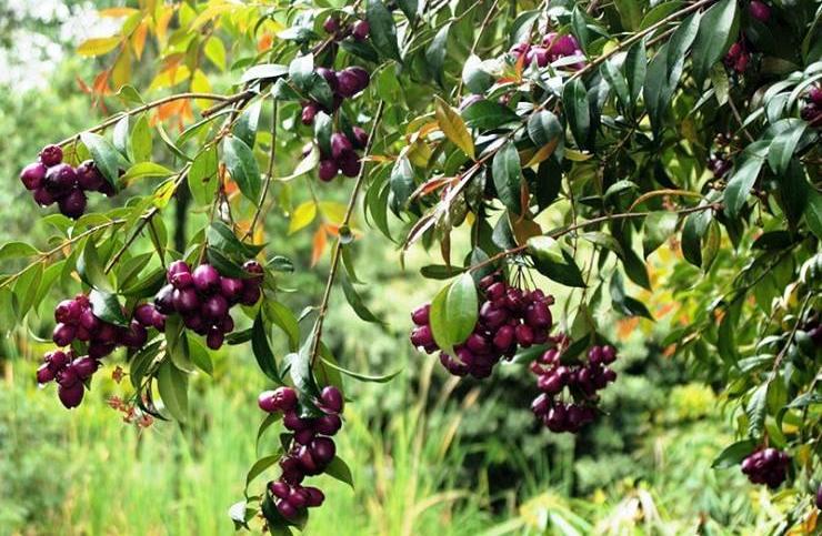 Jamun Syzygium cumini