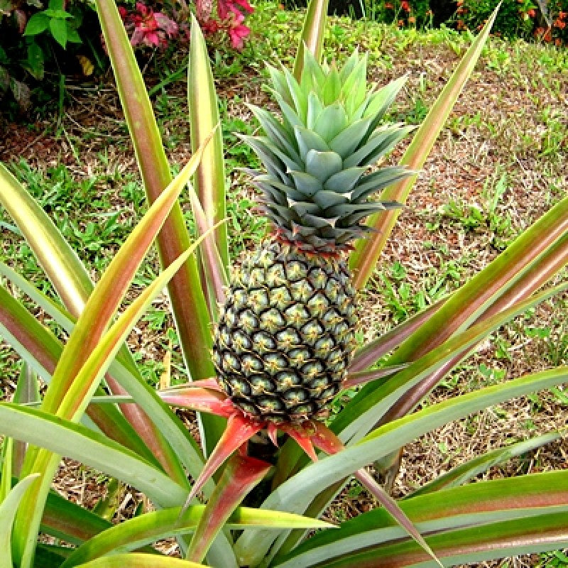 Pineapple Ananas Comosus