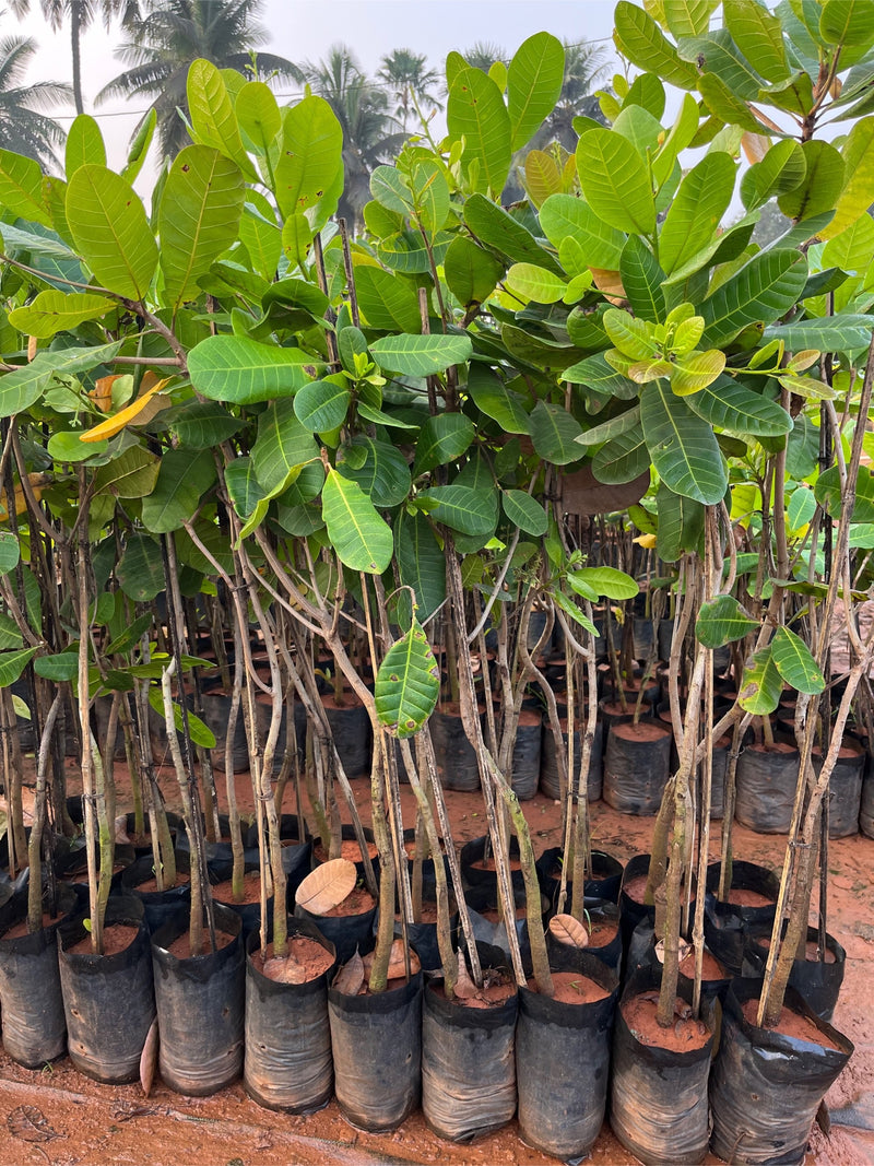 Cashew Nuts Anacardium Occidentale