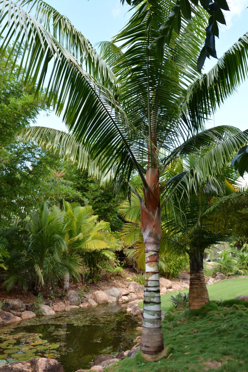 Redneck Palm (Dypsis leptocheilos) - Ornamental Landscaping Palm