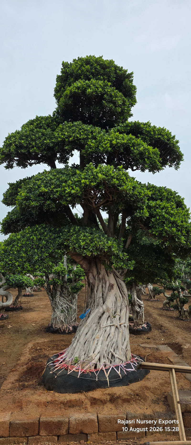 Ficus Bonsai with Aerial Roots – 4 to 5 Meter Mature Bonsai Tree