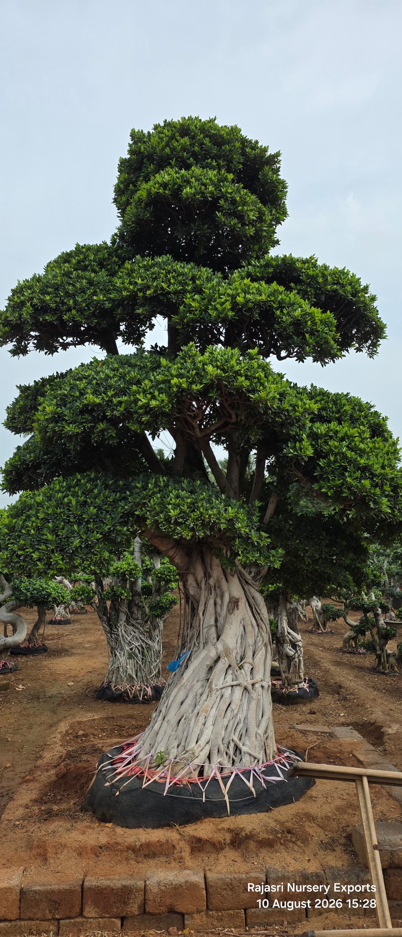 Bonsai Trees