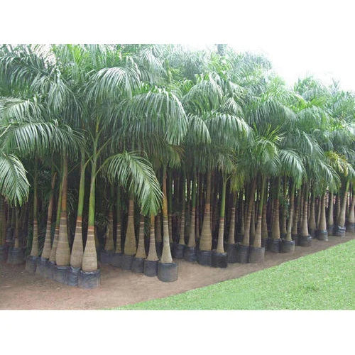 royal palm plant price Best Royal Palm Trees Near To Me Shop Now In Kadiyam India