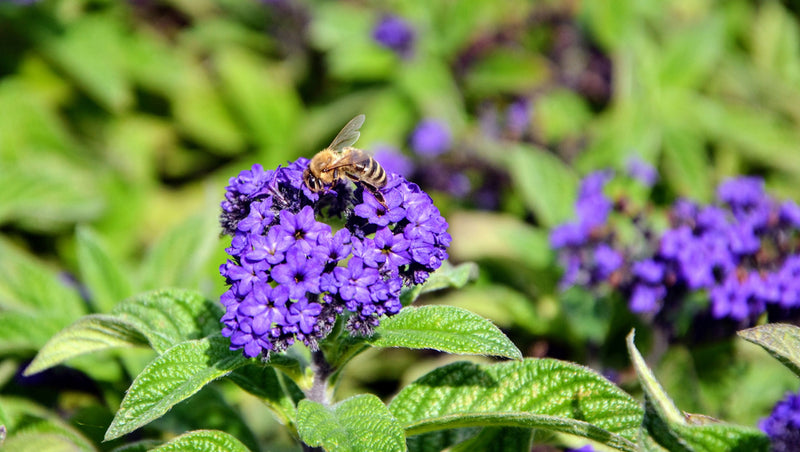 Lantana camara / Bigleaf Lantana Plants