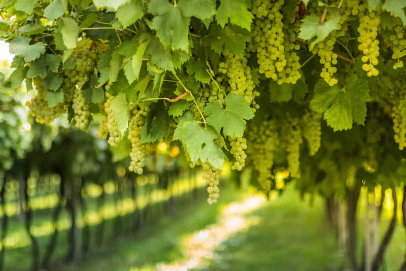 Grapes Vitis vinifera