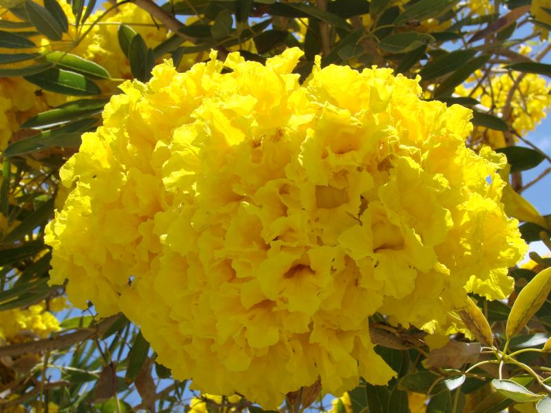 Silver Trumpet Tree Tabebuia aurea