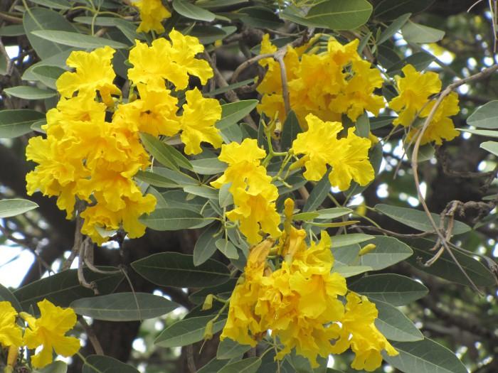 Silver Trumpet Tree Tabebuia aurea