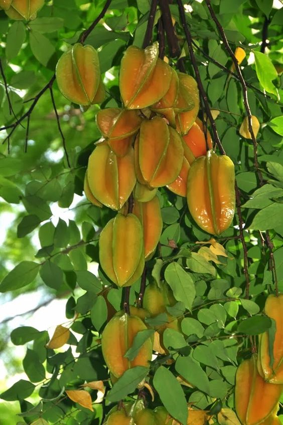 Star Fruit Averrhoa carambola