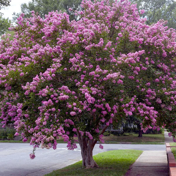 Lagerstroemia Indica