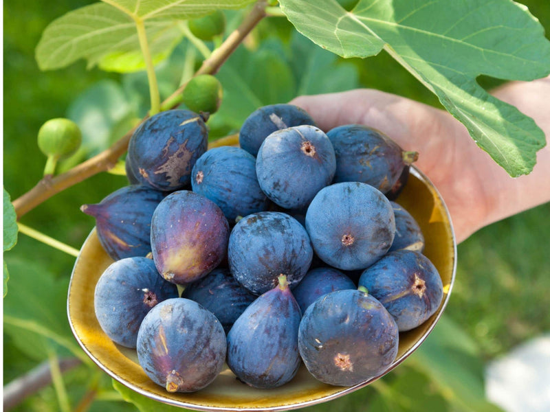 Fig Ficus carica
