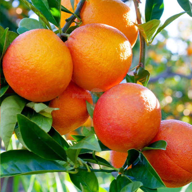Malta Orange Citrus Sinensis