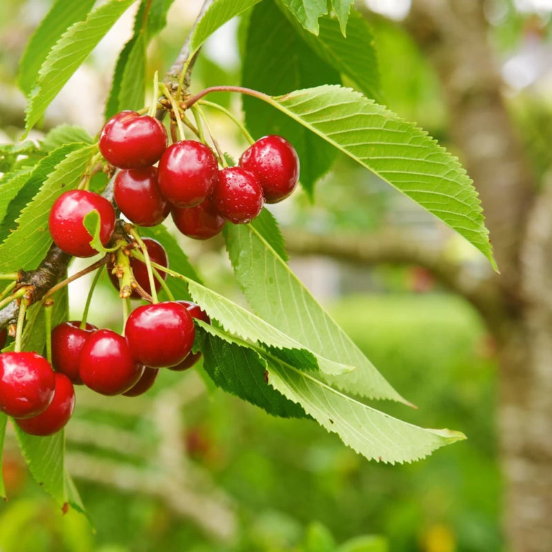 Cherry Prunus Avium