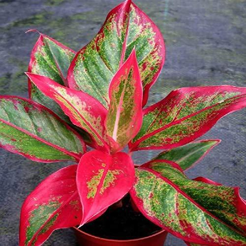 aglaonema color Best Aglaonema Lipstick Red Plant In Kadiyam Nurseries Andhra Pradesh — Kadiyam Rajasri Nursery Exports