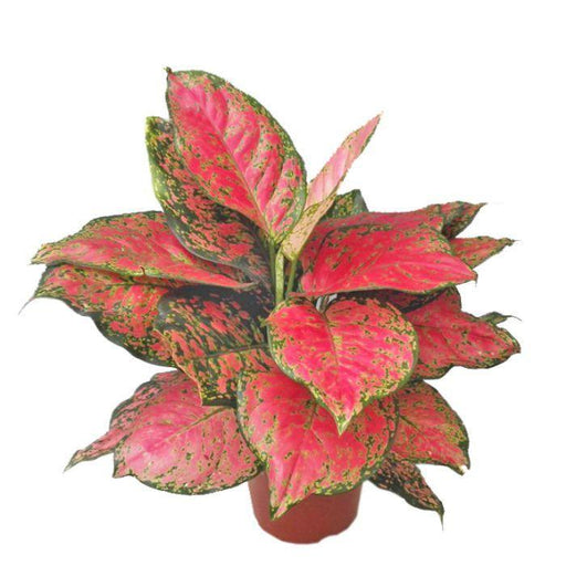 aglaonema red peacock price The Best Aglaonema Red Peacock Plant In Kadiyam Nurseries Andhra Pradesh — Kadiyam Rajasri Nursery Exports