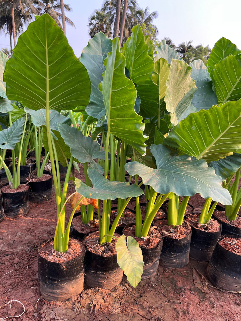 Alocasia macrorrhizos( GIANT TARO) plants - Kadiyam Nursery