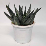 Aloe aristata plant,Aloe Aristata-Lace Aloe-Torch Plant-Bearded Aloe-Hardy Aloe-Torch Aloe Live - Kadiyam Nursery
