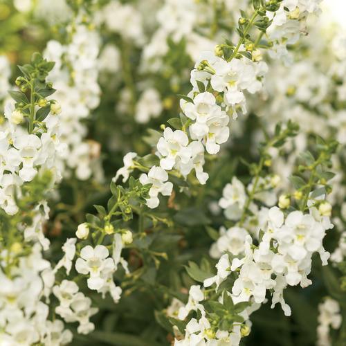 Angelonia grandiflora plants - Kadiyam Nursery