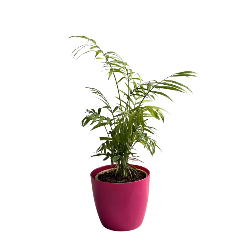 areca palm online delhi Areca Palm Plant — Kadiyam Rajasri Nursery Exports
