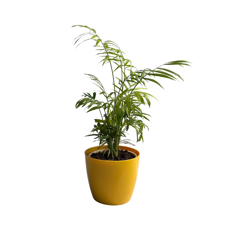 palm plant oxygen Areca Palm Plant — Kadiyam Rajasri Nursery Exports