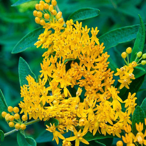 Asclepias Yellow Flowered,Blood Flower Yellow plant - Kadiyam Nursery