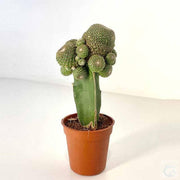 Blossfeldia Cactus - Kadiyam Nursery