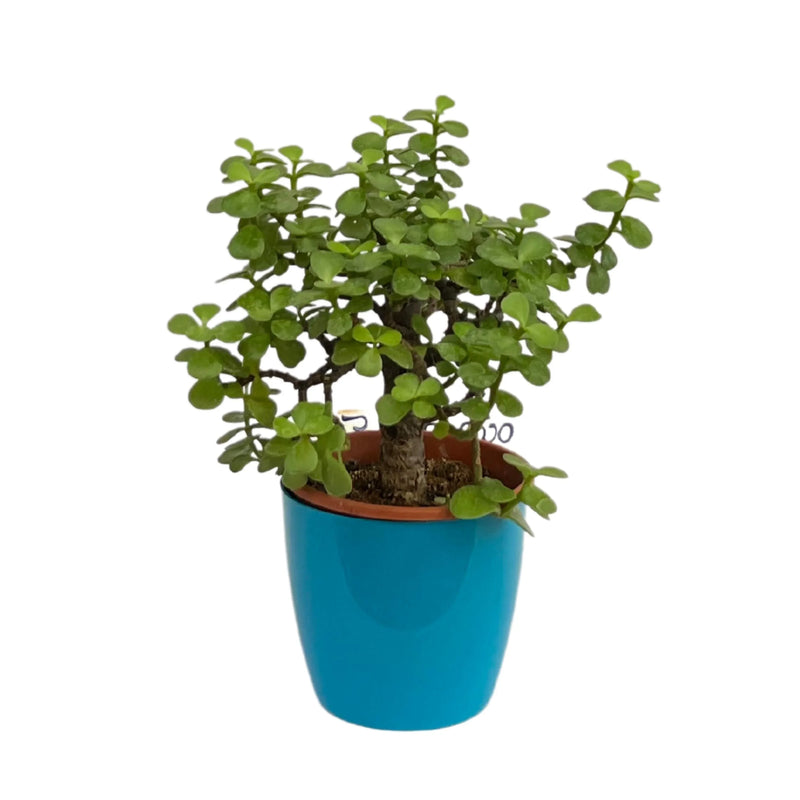 jade plant india Best Jade Green Nearest Plants Nursery To Me Kadiyam India — Kadiyam Rajasri Nursery Exports