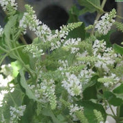 Buddleja asiatica, B. neemda, B. paniculata - Kadiyam Nursery