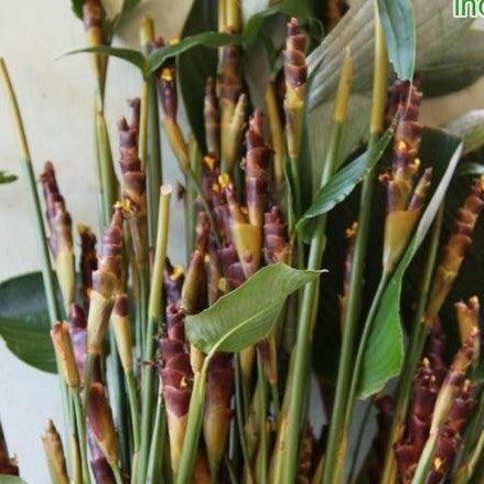 calathea plant seeds Best Calathea Lutea Plants Near To Me Kadiyam — Kadiyam Rajasri Nursery Exports