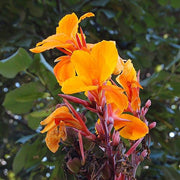 Canna (Orange Flower with Variegated Yellow Leaves ) - Plant - Kadiyam Nursery